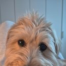 젤리펫살롱 with 아로마 이미지