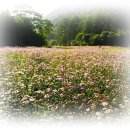 아름다운 산책 이미지