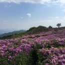 철쭉 군락지 이미지