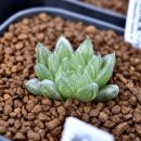 기특이네 농장 이미지