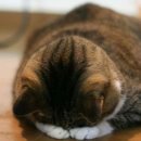 동트는집 이미지