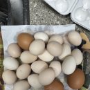 백봉흑염소 이미지