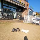 왕짱애견유치원 | 가둬두지 않아 더 믿음 가는 곳, 행동학 기반으로 운영되는 애견카페왕 애견유치원·애견호텔 솔직 후기