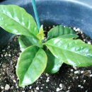 커피나무 이미지