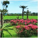 비자림빌리지1 | 자연 속 깊은 쉼, 제주 비자림빌리지공간에서 보낸 하루