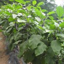 지일농장 이미지