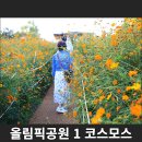 서울 올림픽공원 1 들꽃마루 황화코스모스, 센세이션 코스모스, 수크령 하멜른