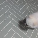 한양한방동물병원 이미지