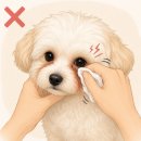 타잔동물병원 | 강아지 눈물자국, 원인은 눈물이 아니었습니다