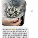 묘리깡 이미지