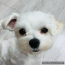 강아지 참진드기와 귀진드기 감염 원인과 차이 경산동부동물병원 진료후기