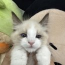 강아지분양 고양이분양 컴투펫 수원점 | 수원고양이분양 행복한 집사의 기록