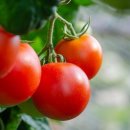 화천농장 이미지