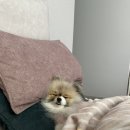 다잇댕 이미지