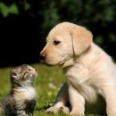 강아지와 고양이 이미지