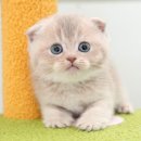 미유펫 강아지고양이 구미점 이미지