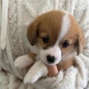 버디독 강아지분양 안심분양센터 시흥점 | 시흥강아지분양 버디독 강아지분양 안심분양센터 시흥점 방문 전 숙지할 반려견 건강 확인과 평생 행복...