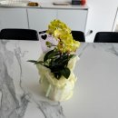 구미옥계꽃집 릴리그린 시부모님께 예쁨받는 화분 선물