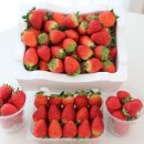 선명농장 | 창원배달 아이들이 좋아하는 금실 딸기 리트리트 딸기농장 직배송 후기