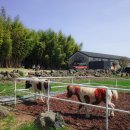 고요목장 이미지