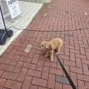 선동물병원 이미지