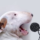 바우와우 이미지