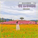 합천 핑크뮬리동산이 특별한 신소양체육공원(개화시기, 2024 개화상황)
