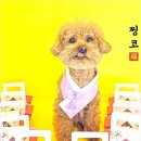 리치펫하우스 | 소형견에게 집 같은 편안함을 주는 향동애견호텔 리치펫하우스 후기