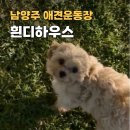 남양주 애견 운동장 무료 다산 현대 아울렛 흰디하우스 솔직 후기