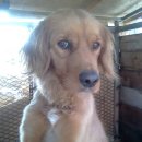 파트라슈 이미지