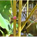 신촌농장 이미지