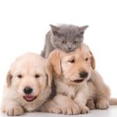 반려동물 테마공원 화장실 이미지