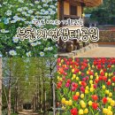 자연생태공원 수목원 야외2 | 부천 아이와 가볼만한곳 자연생태공원 무릉도원수목원 튤립 데이지