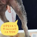 나만 애 동물병원 이미지