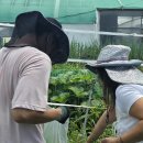 전성훈, 직장(딸기탐탐) 25-28, 방울토마토 가져가요 이미지