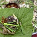 신림 순대촌 추억의 백순대를 아시나요? 원조민속순대타운 후기