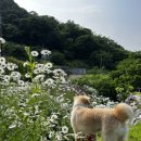 단지골 몽상가 이미지