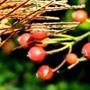 진성골경로당 이미지