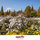 국화공원 이미지