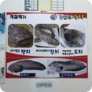 주문진망치 이미지