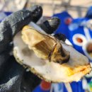 한마당 | 사천 비토섬 굴구이 맛집 원조한마당굴구이 내돈내산 후기