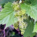포도(Grape)