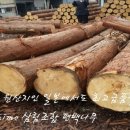 원편백나라 이미지