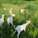 순용농장 이미지