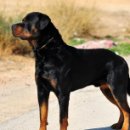 강아지랑 이미지