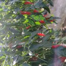 청춘고추 이미지