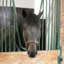 녹원목장 이미지