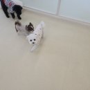 소원유치원 | 강남 애견 유치원·호텔·병원까지 한 번에, 바우라움 체험 후기