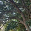 함평 기각리붉가시나무자생북한지 이미지