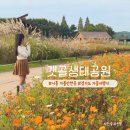 갯골수로2 | 경기도 시흥 가볼만한 곳 갯골생태공원 텐트 아기랑 가을 꽃구경